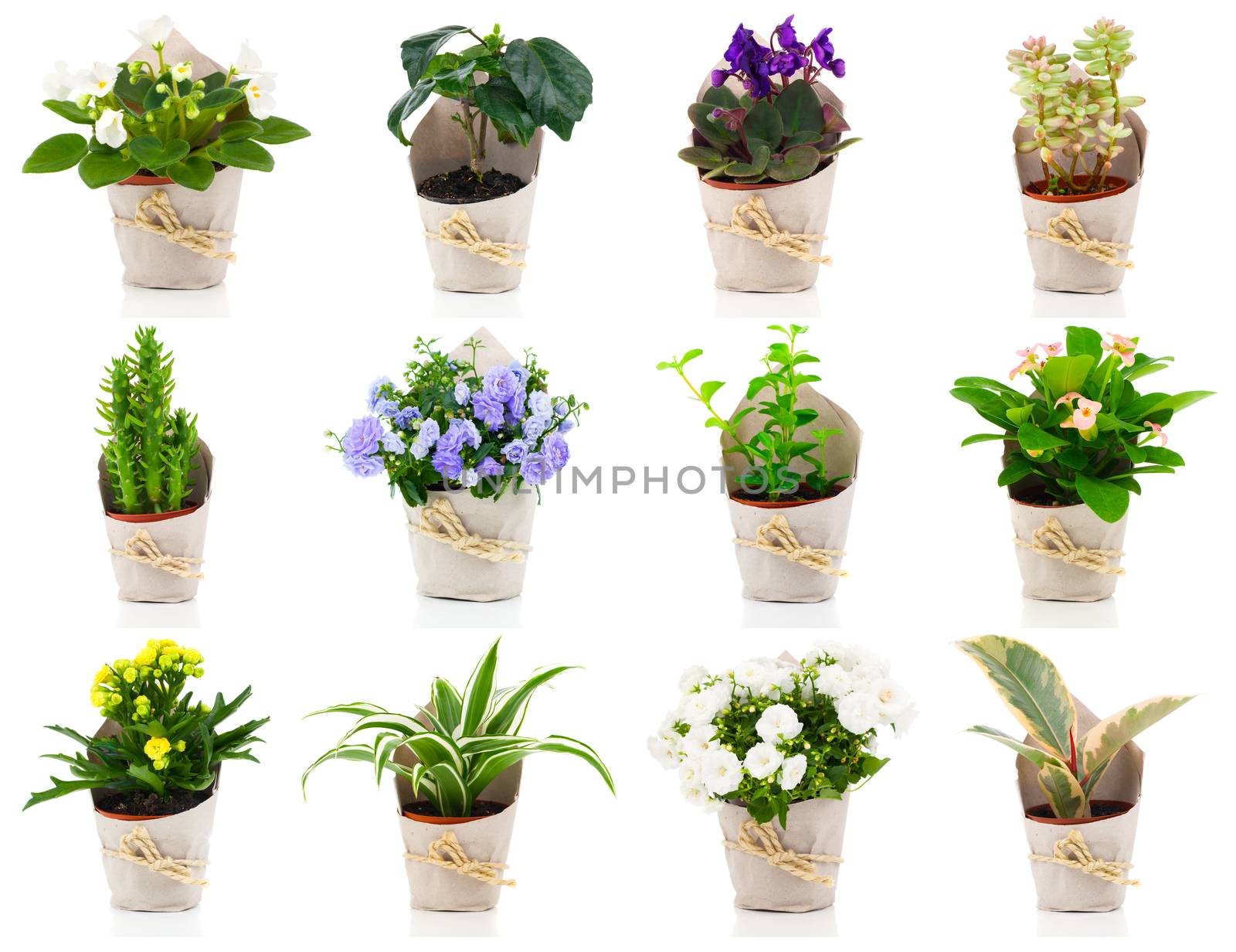 set of green house plant and flower in paper packaging, on white background