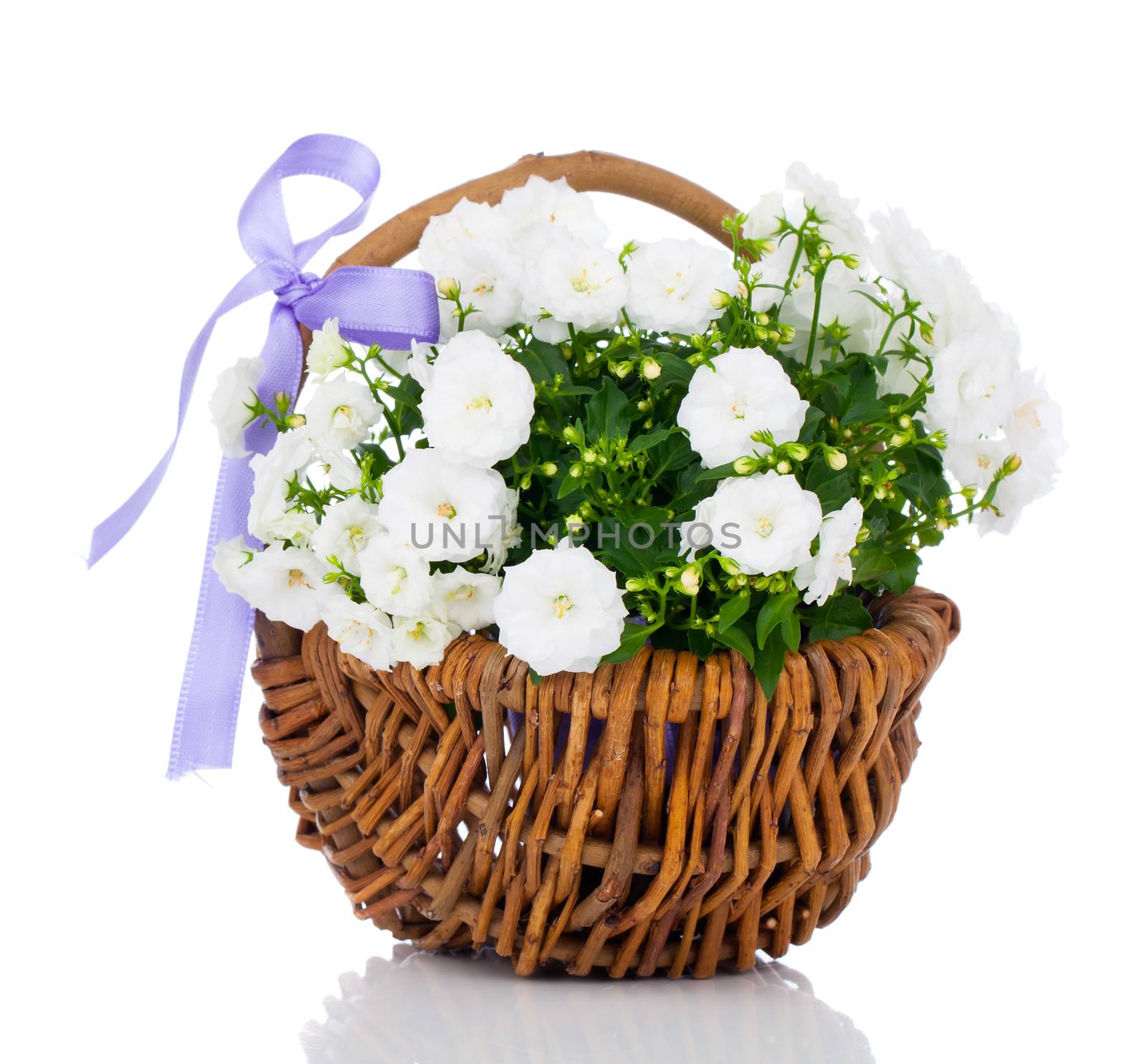 white Campanula terry flowers in the wicker basket, isolated on white background