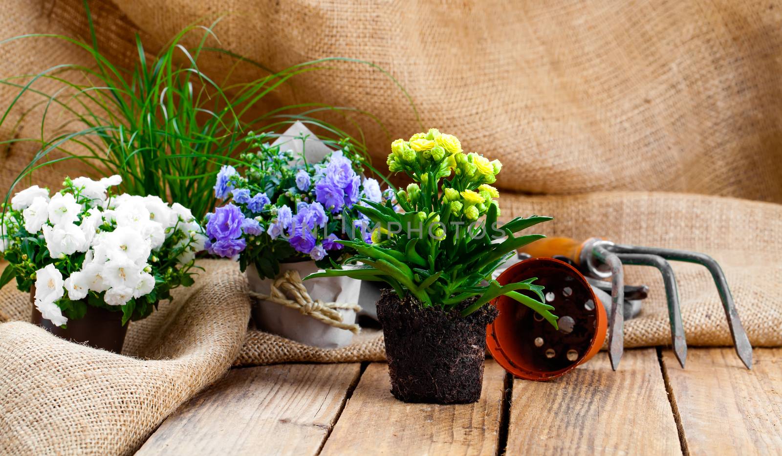 Campanula terry flowers with gardening tools, on sackcloth, on w by motorolka