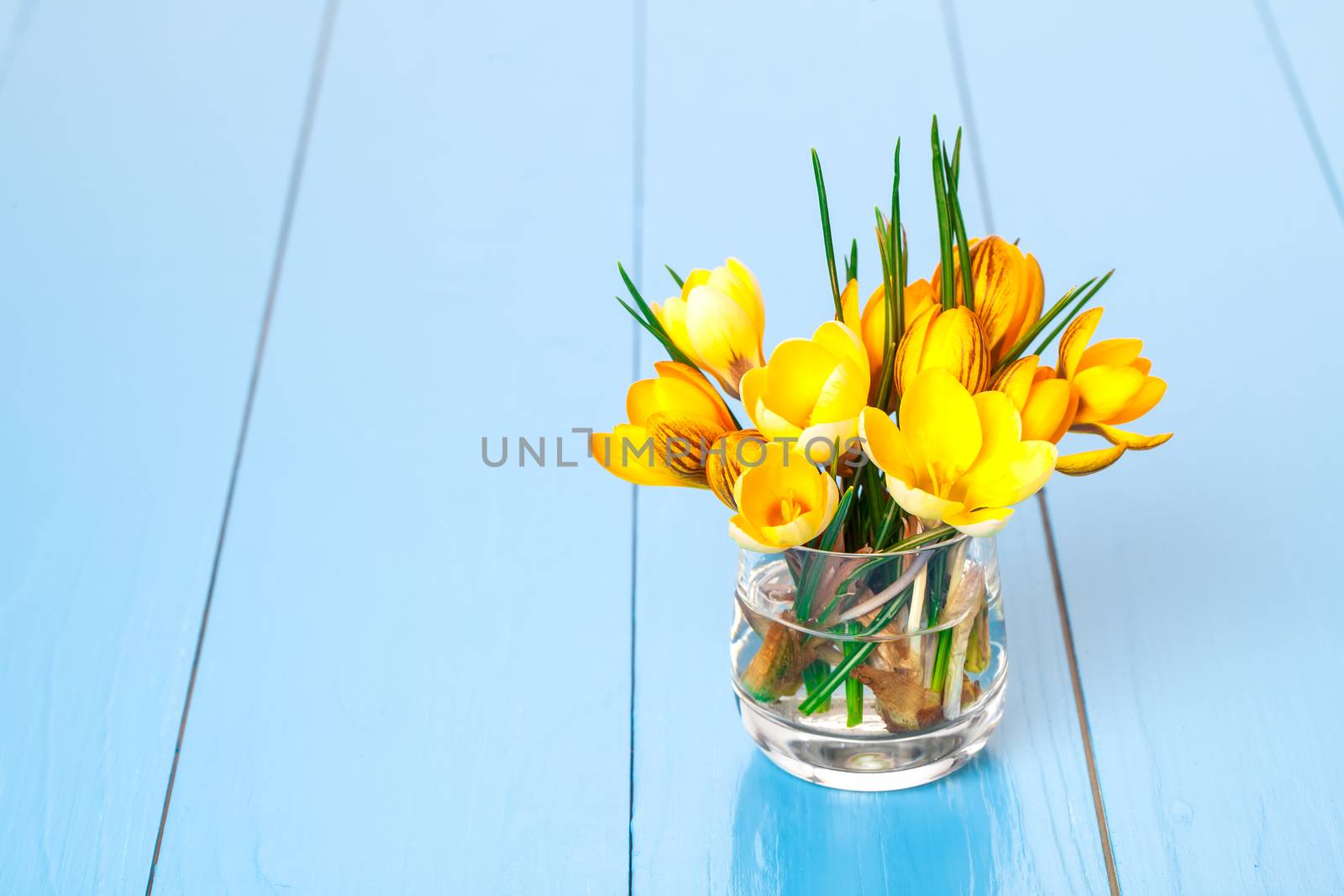 crocus flowers on blue wooden background