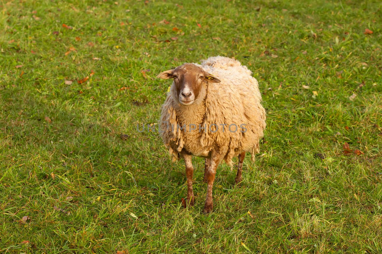 Nice ram in the pasture