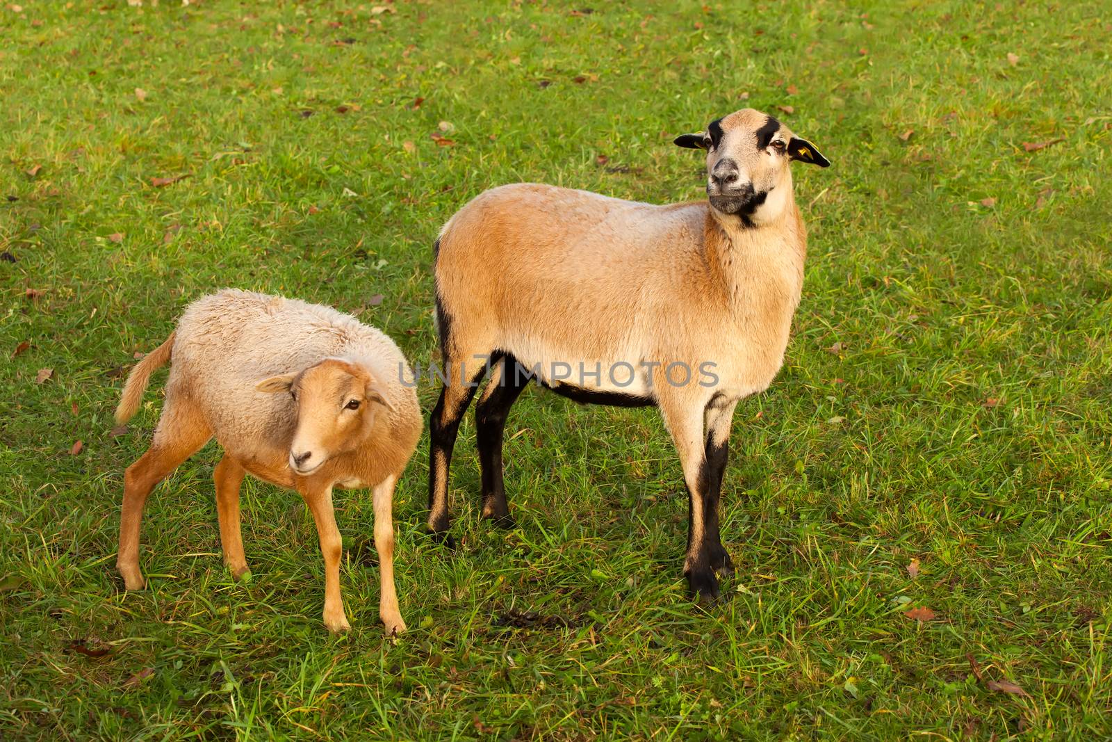 farm sheep lambs by motorolka