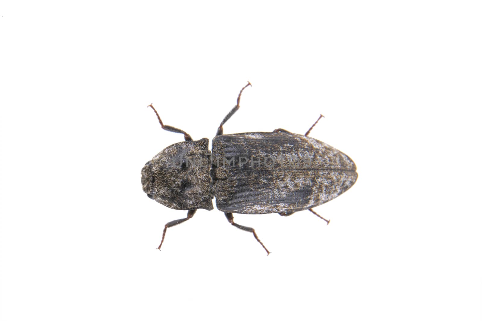 Black bug isolated on a white background