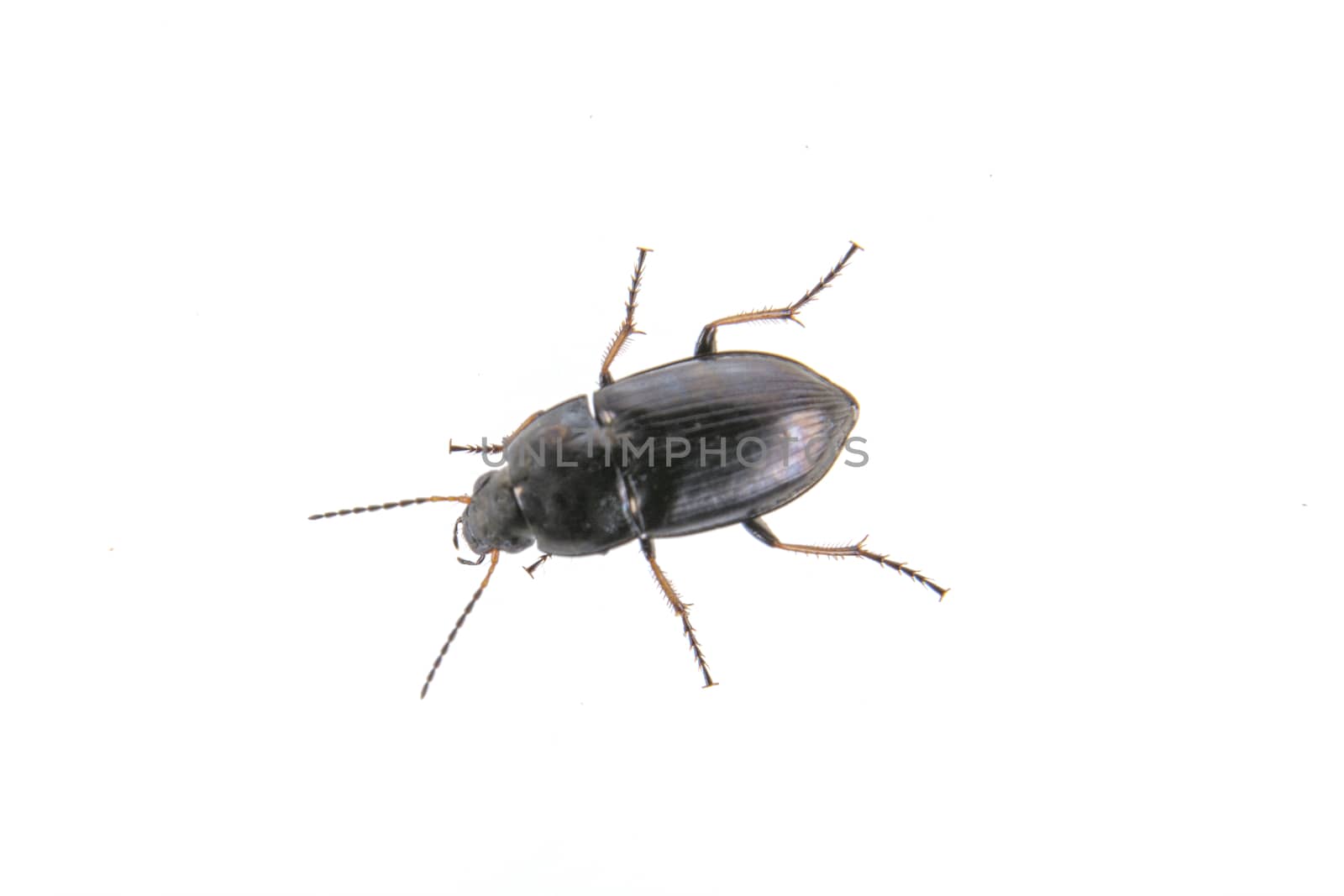 Black bug isolated on a white background