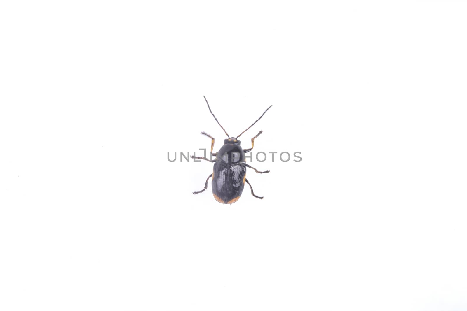 Black bug isolated on a white background