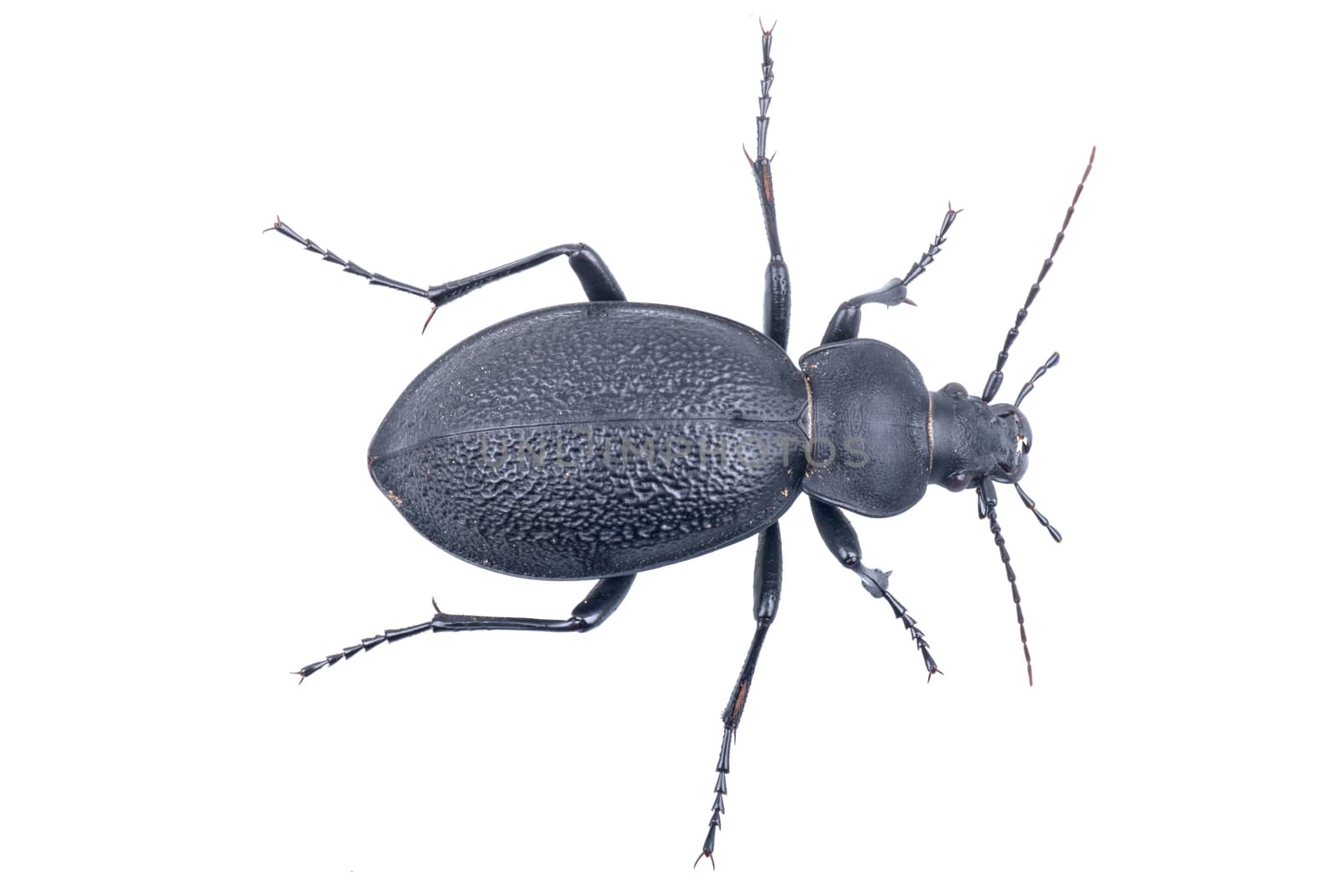 Black bug isolated on a white background