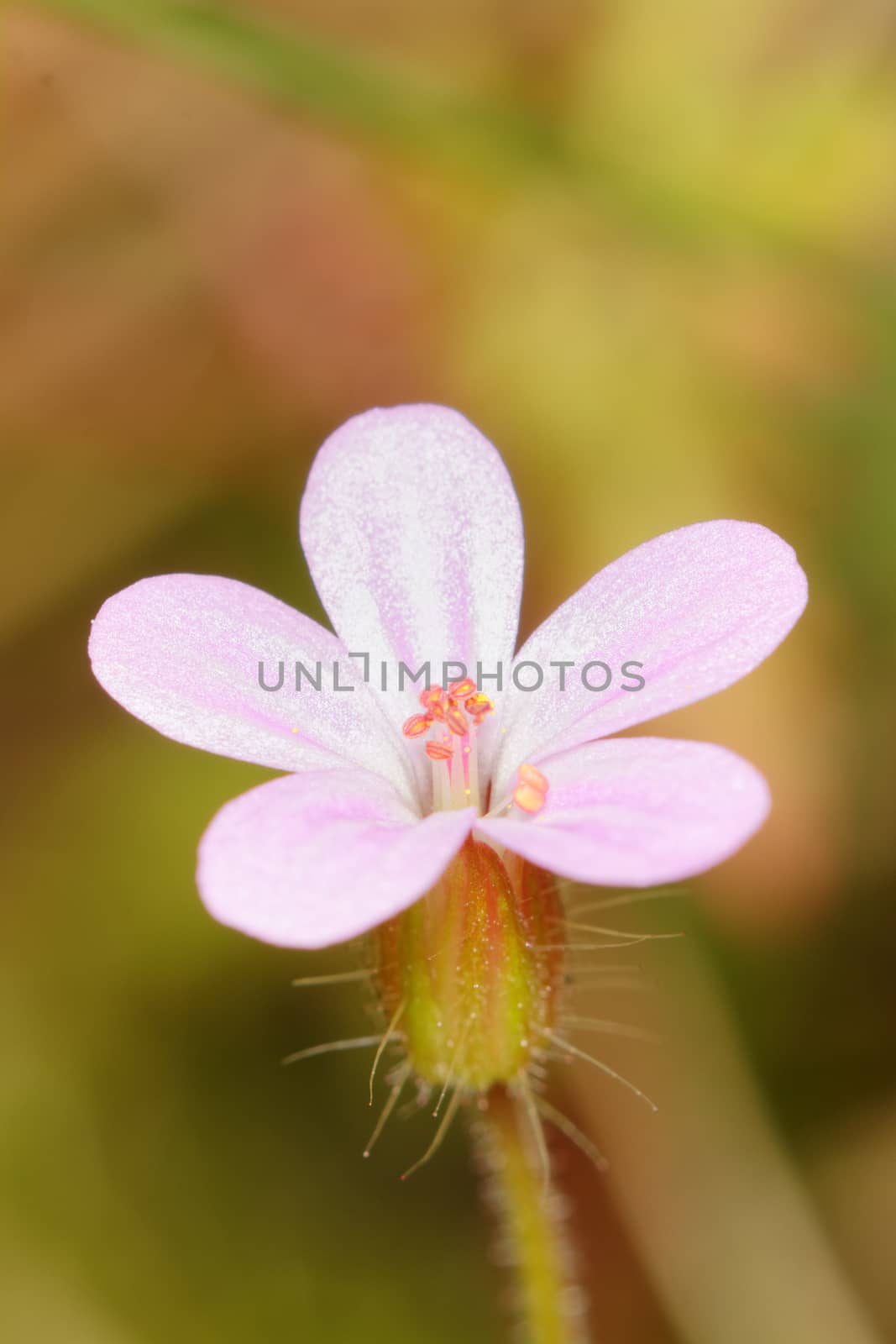Nice pink flower with sunny blurred background.