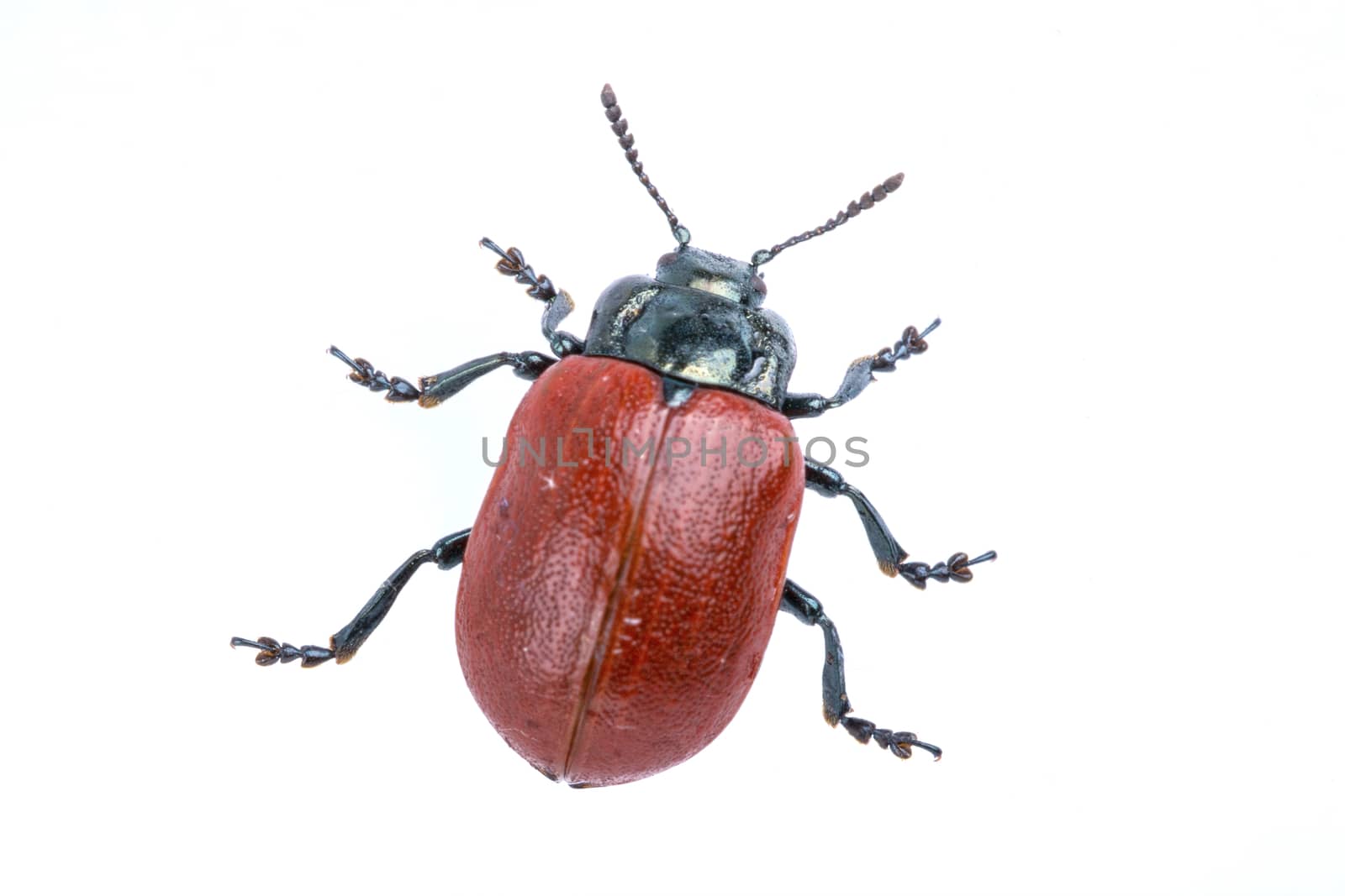 Red beetle isolated on white background from family Chrysomelidae