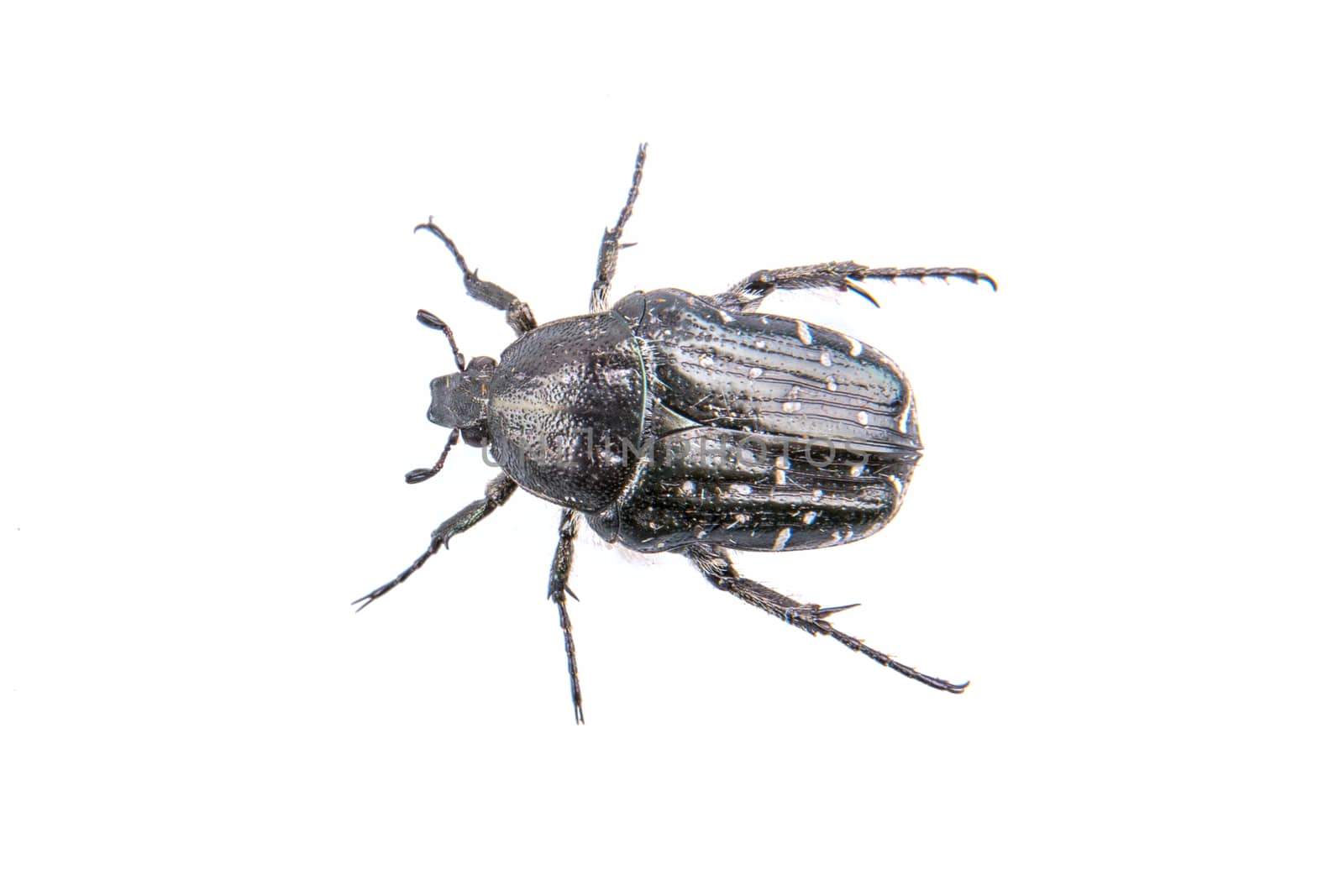 Black bug isolated on a white background