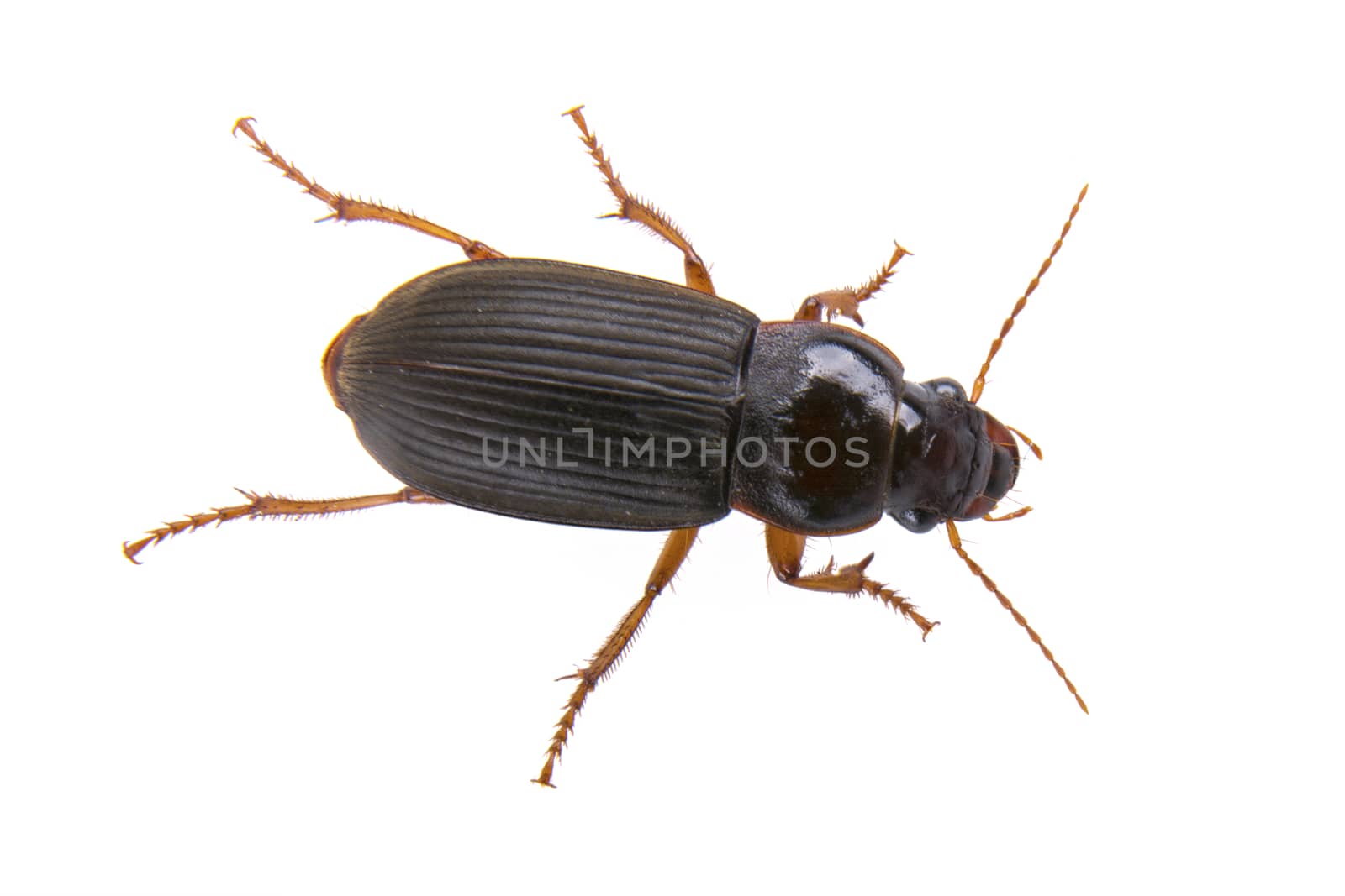 Black bug isolated on a white background