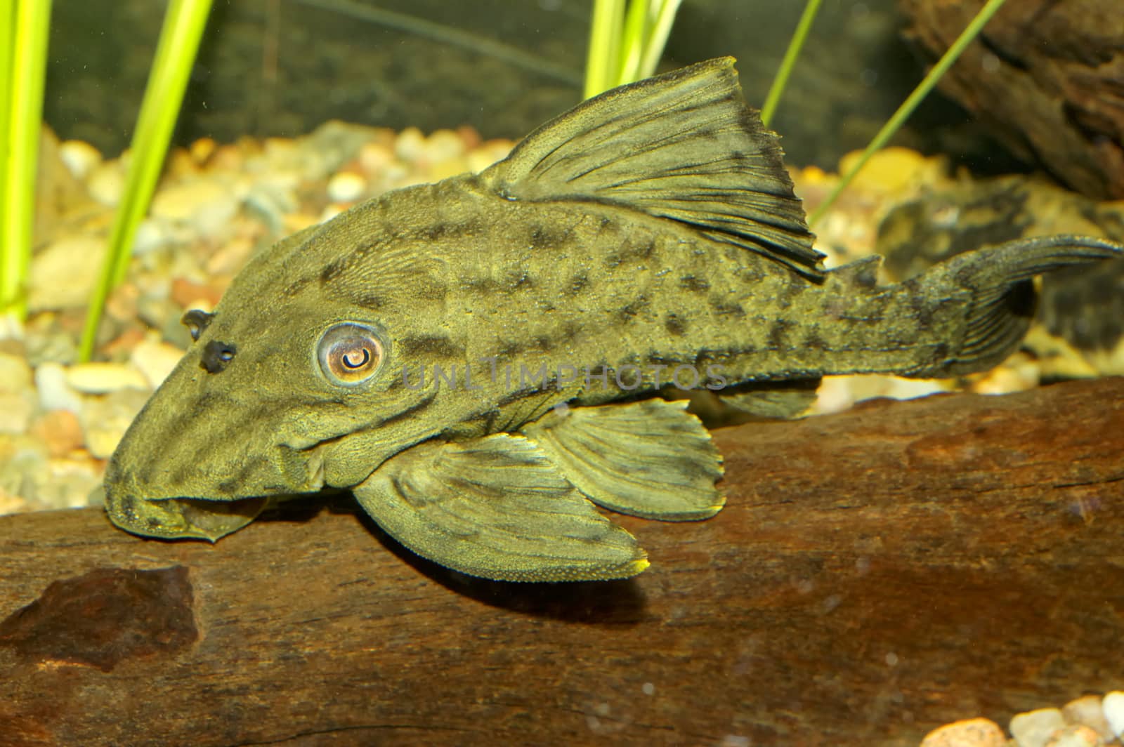 Suckermouth fish by neryx