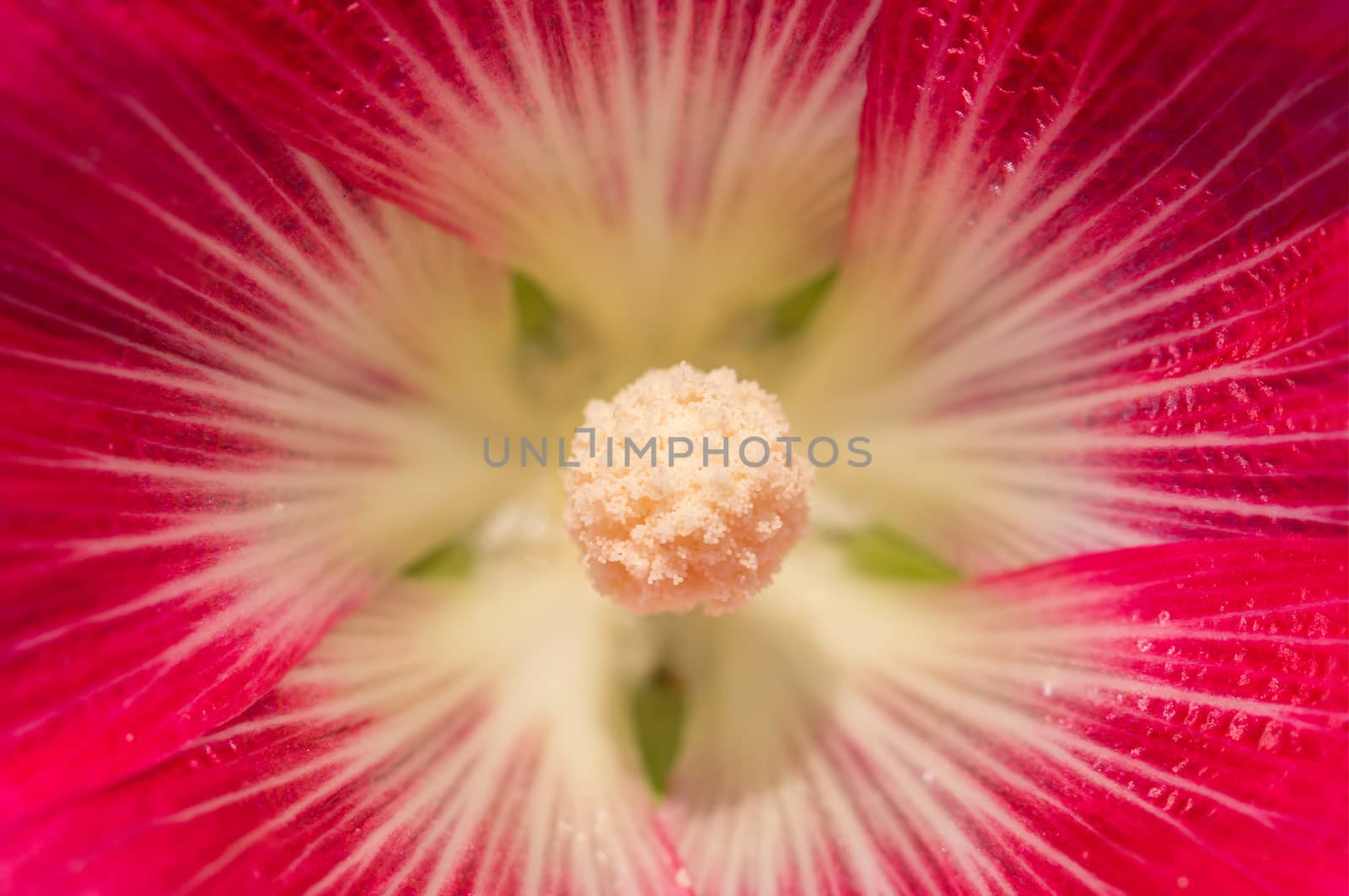 Flower carpel macro, close up
