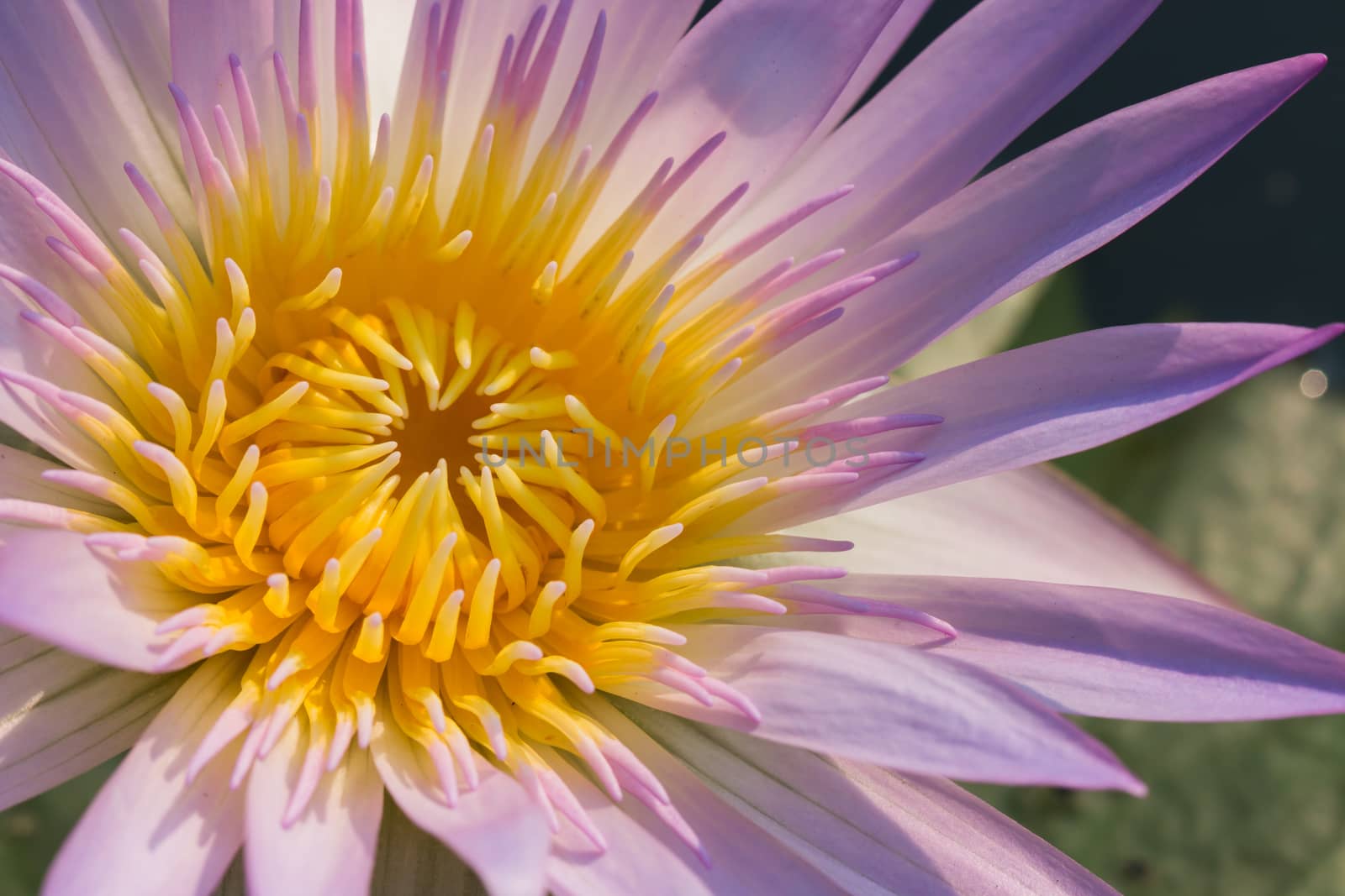 lotus flower closeup macro shot
