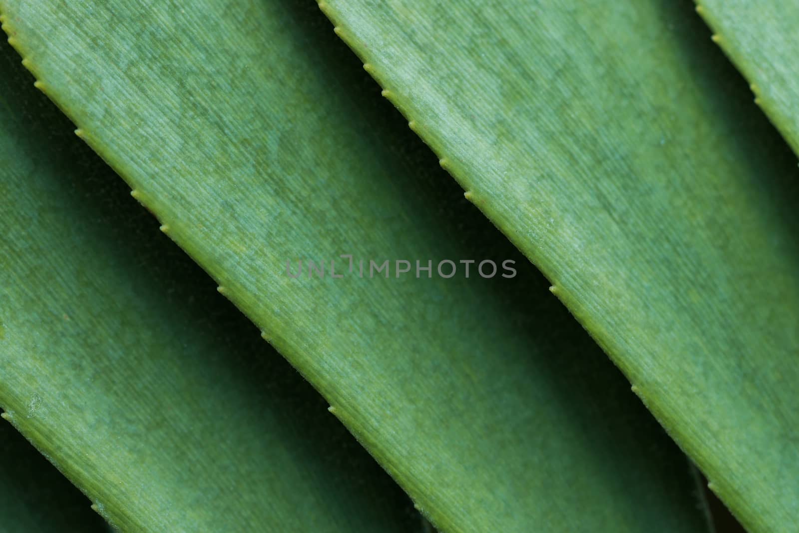 green leaves abstract by AEyZRiO