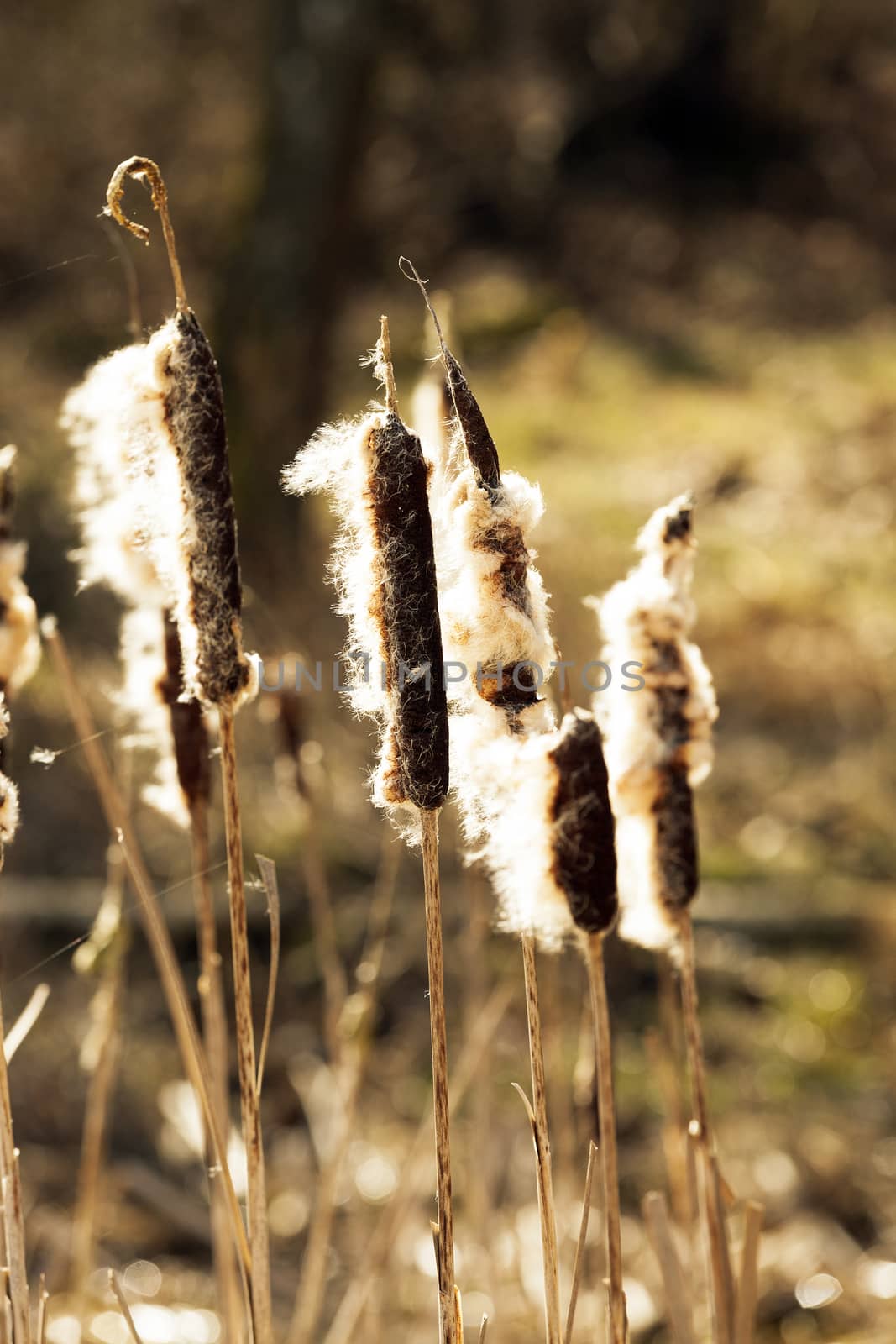  photographed close-up of yellowed reeds in spring season