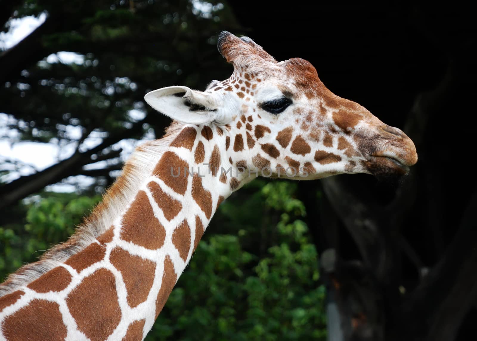 Giraffe by whitechild