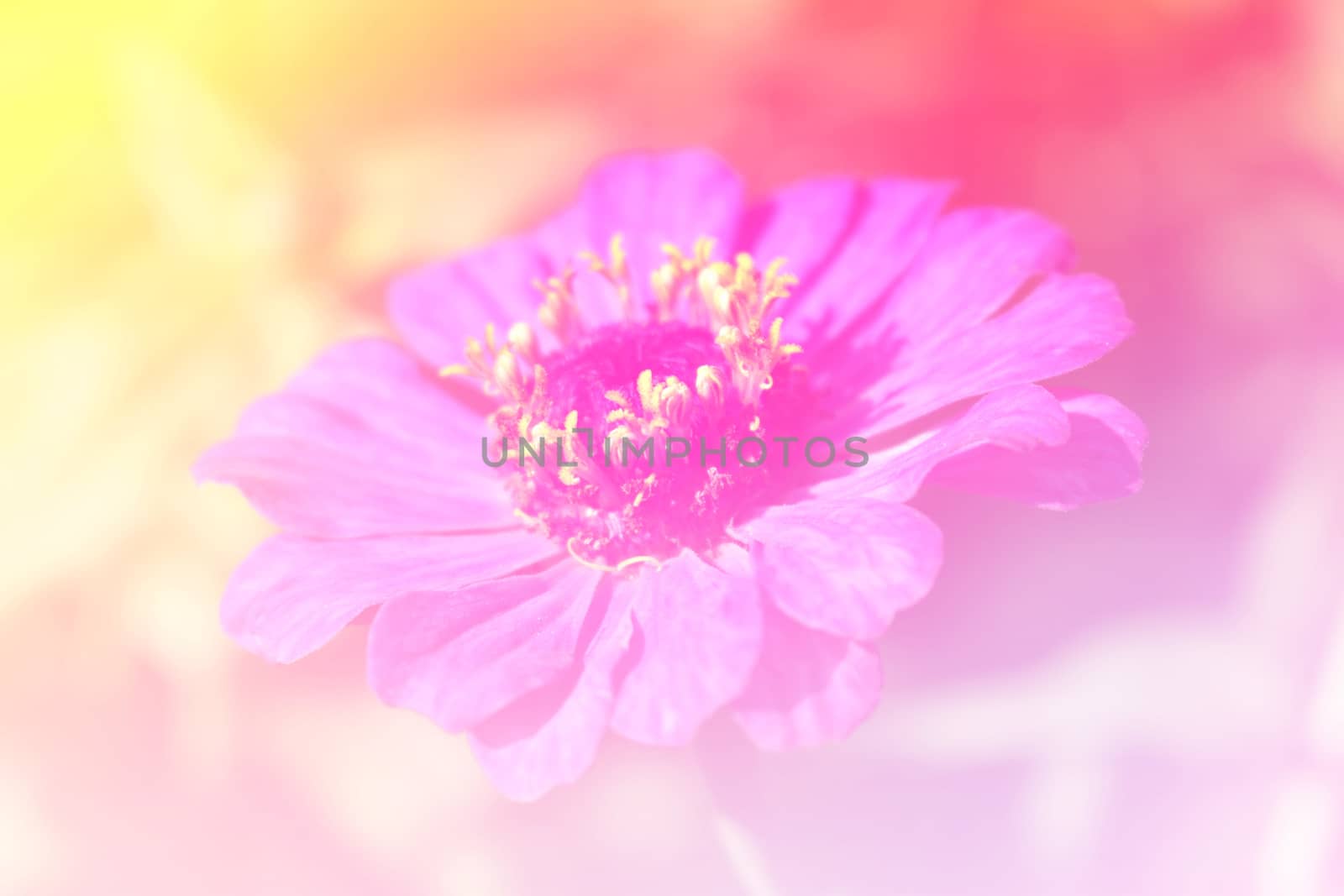 Pink flower bright background by worrayuth