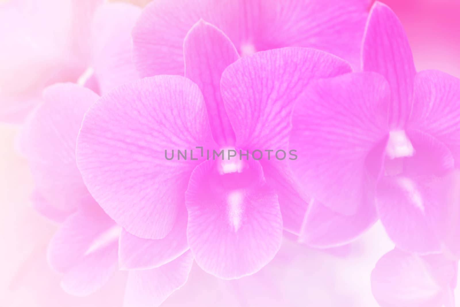 Pink flower bright background by worrayuth