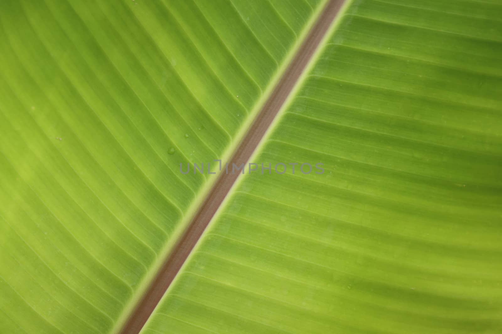 Banana leaf in Thailand have a green color and fresh by worrayuth