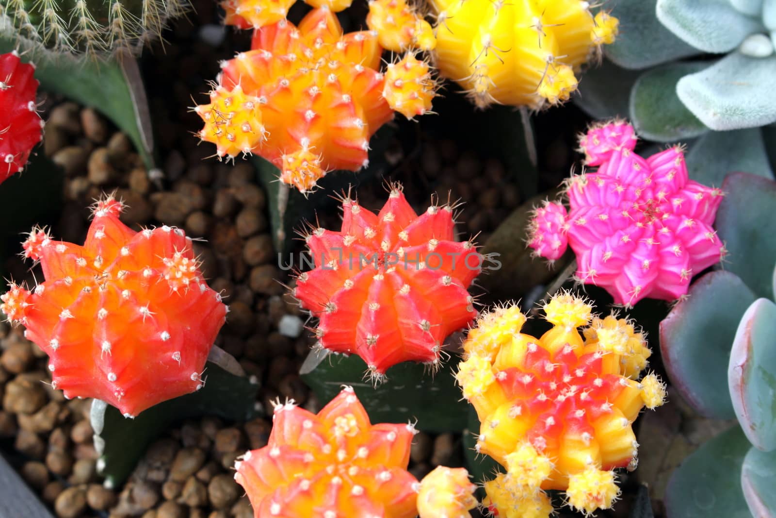 Cactus close up is has brilliantly colored flowers. by worrayuth