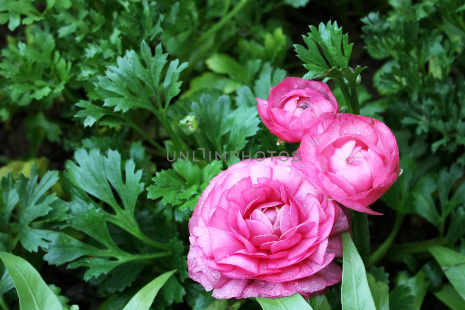 ranunculus flowers in the garden by worrayuth