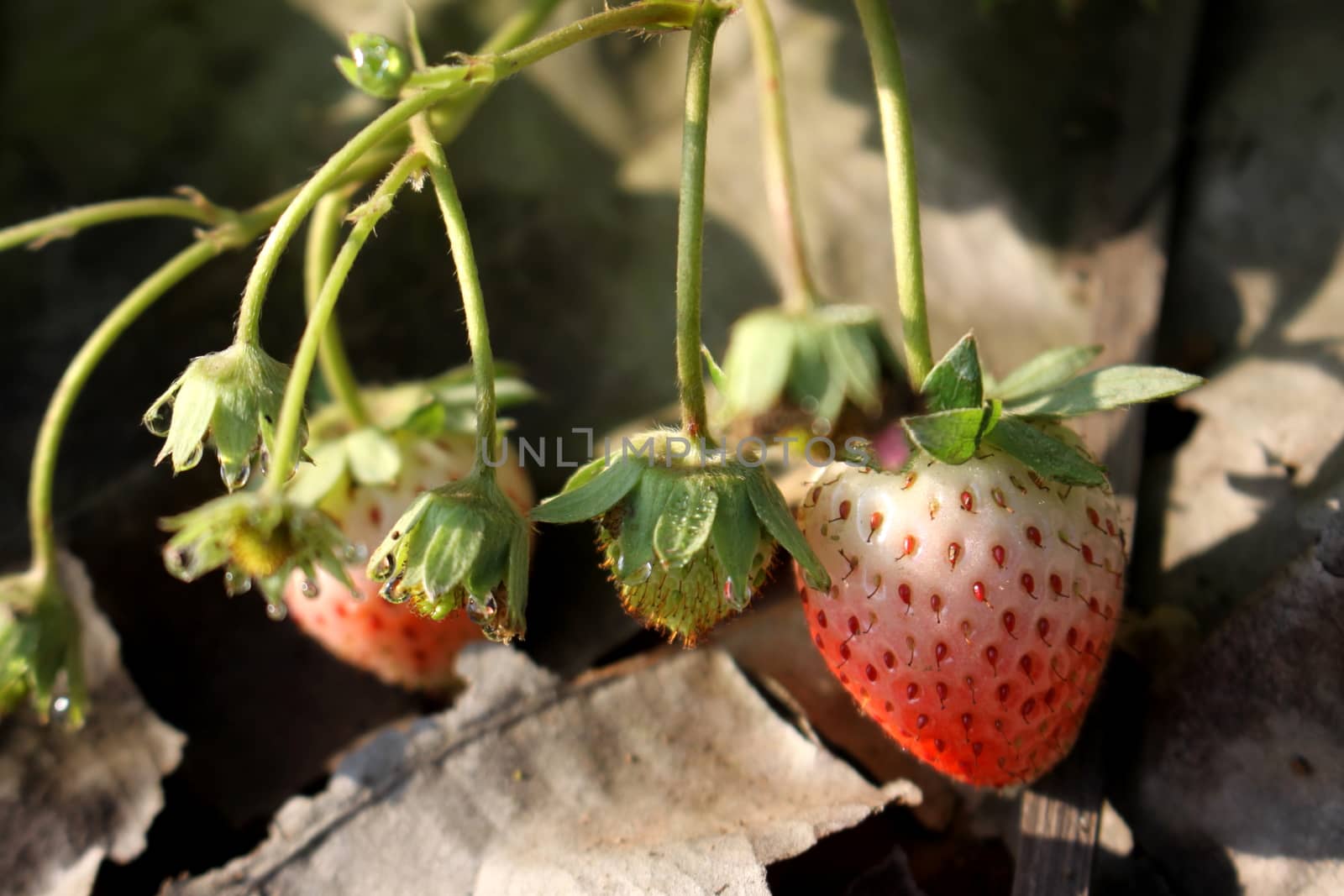 Strawberry farm before harvest by worrayuth