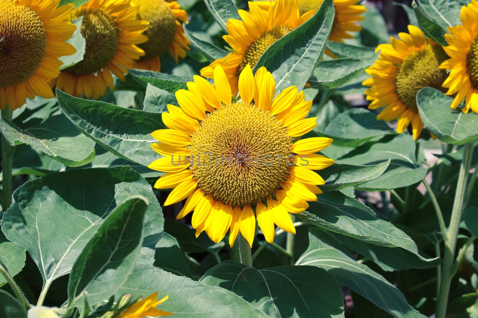 Sunflower blooming in the garden by worrayuth