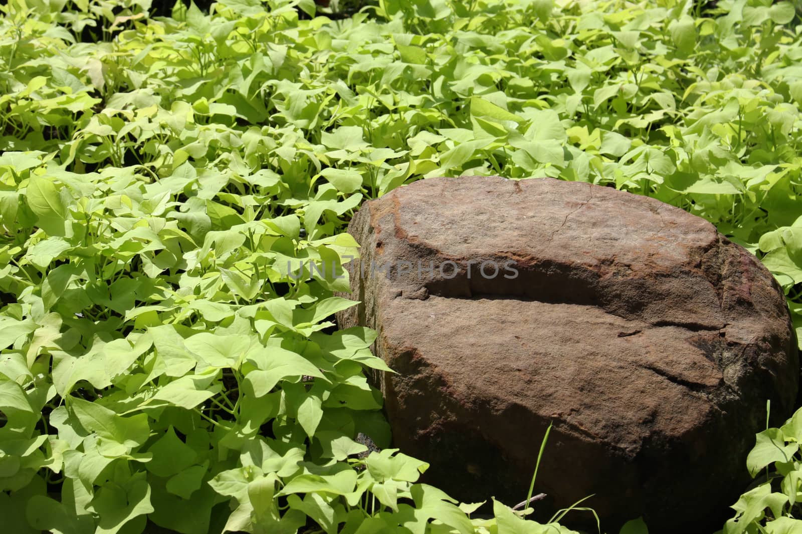 The rock in the garden and surrounded by the grass.