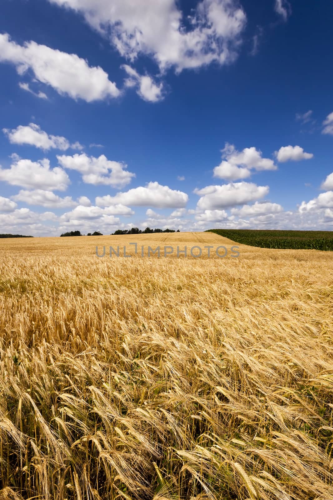   Agricultural field on which grow up ready to harvest ripe yellow cereals