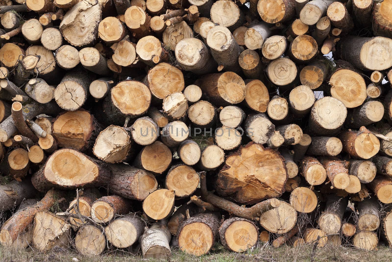   photographed close up felled trees, put together during logging
