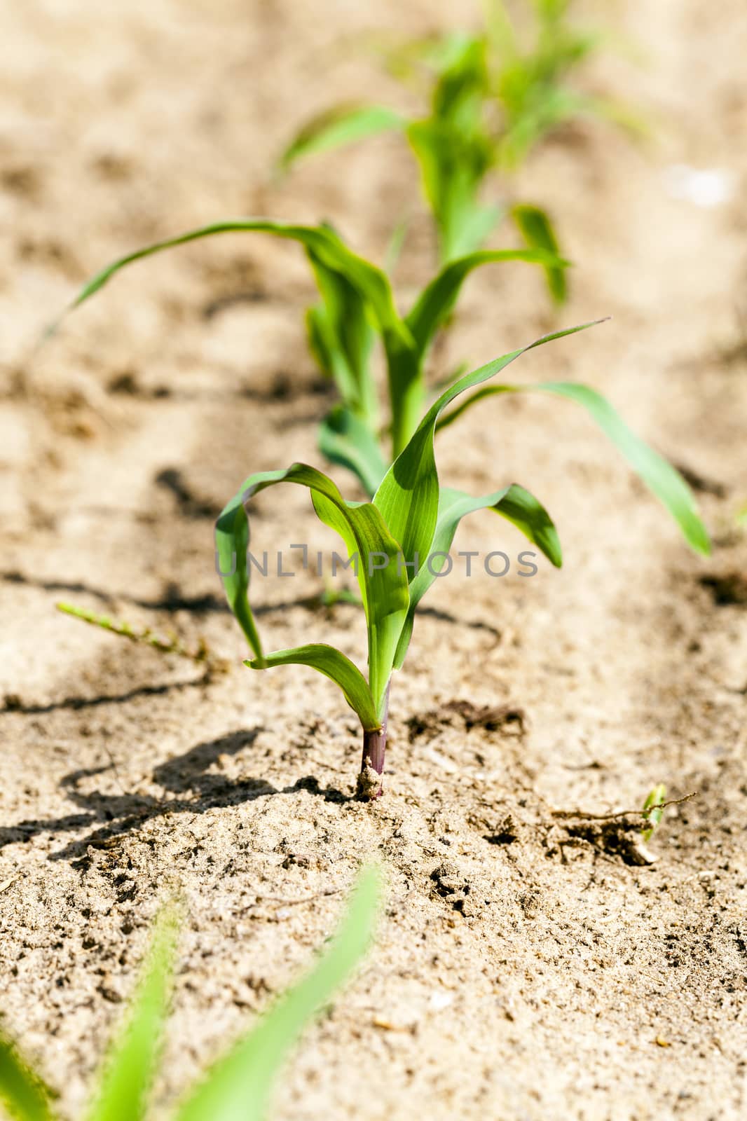  small new sprout of corn photographed close up