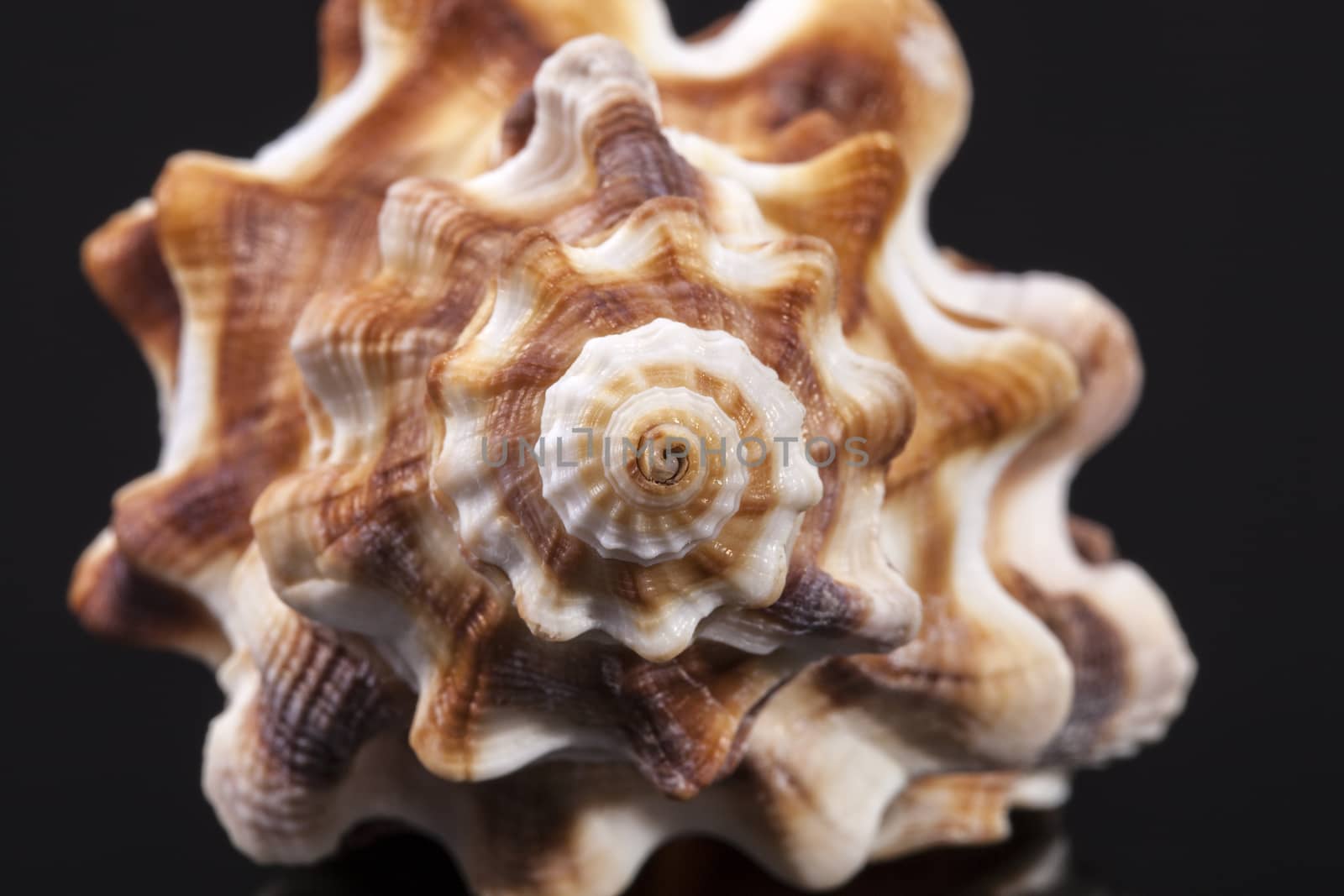seashell of horse conch isolated on black background by mychadre77