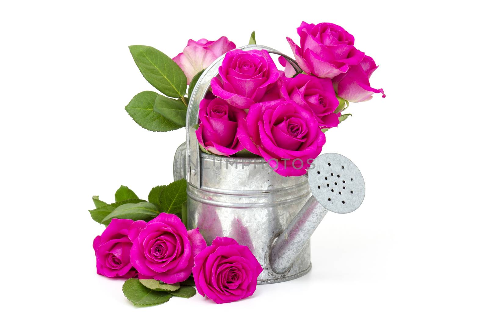 pink roses in a watering can