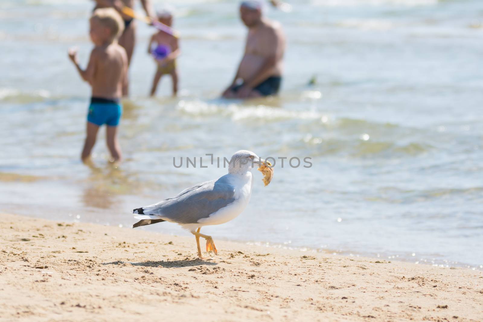 Gulls on the beach seaside dragged a piece of bread rolls from the bag of food with holidaymakers