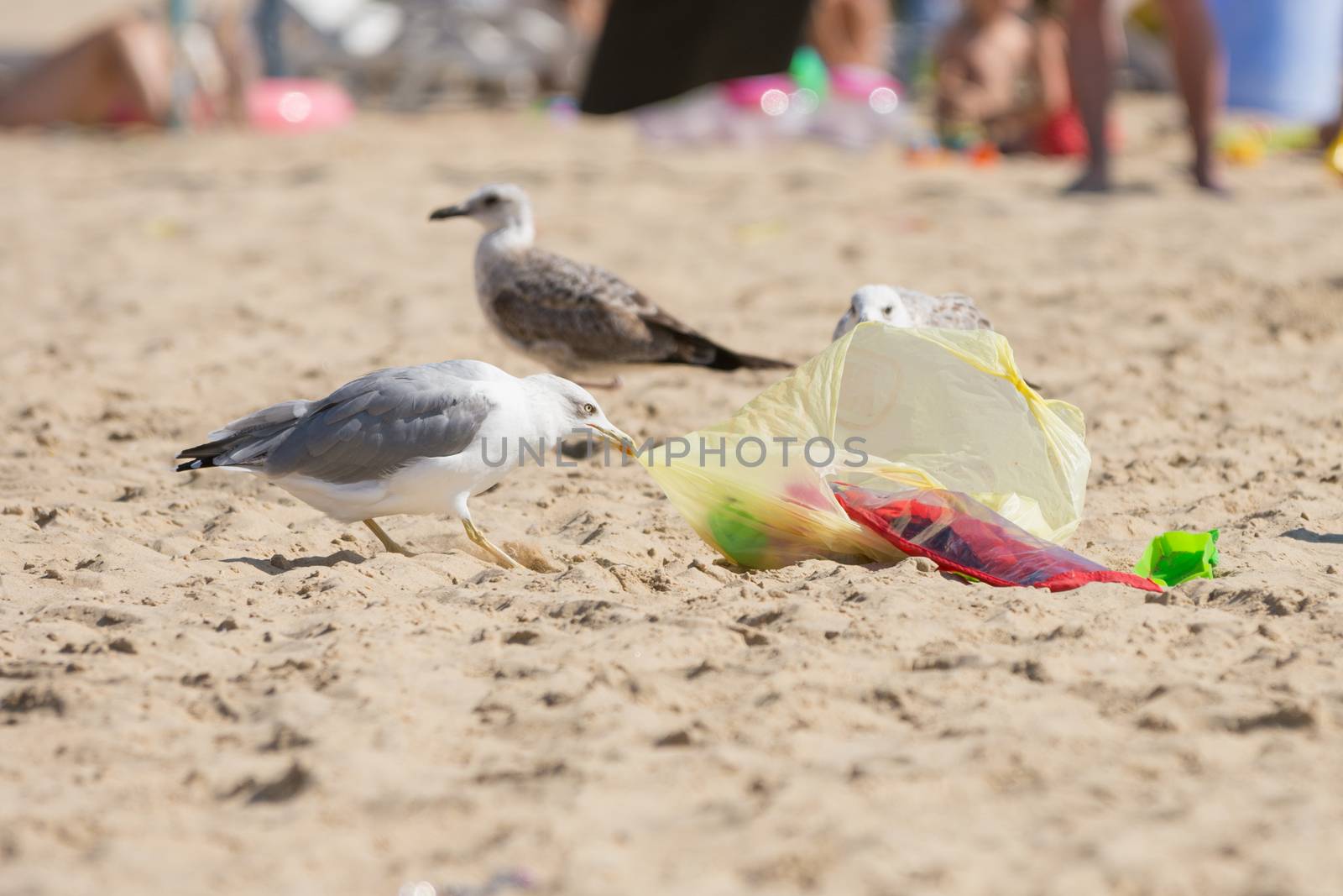 Gulls on the sea shore beach dragged a bag of food with holidaymakers