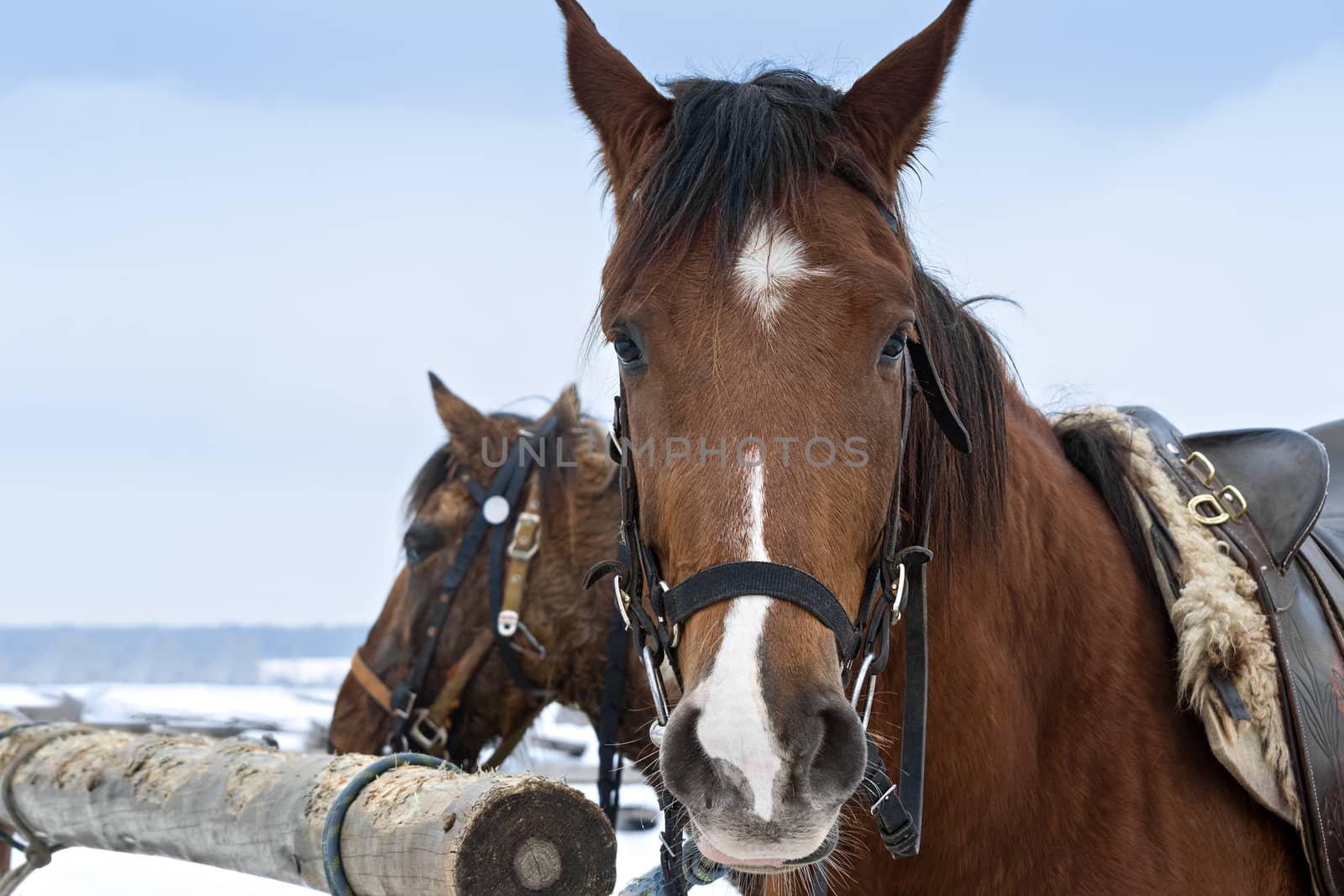 Horses in winter outdoors by Gaina