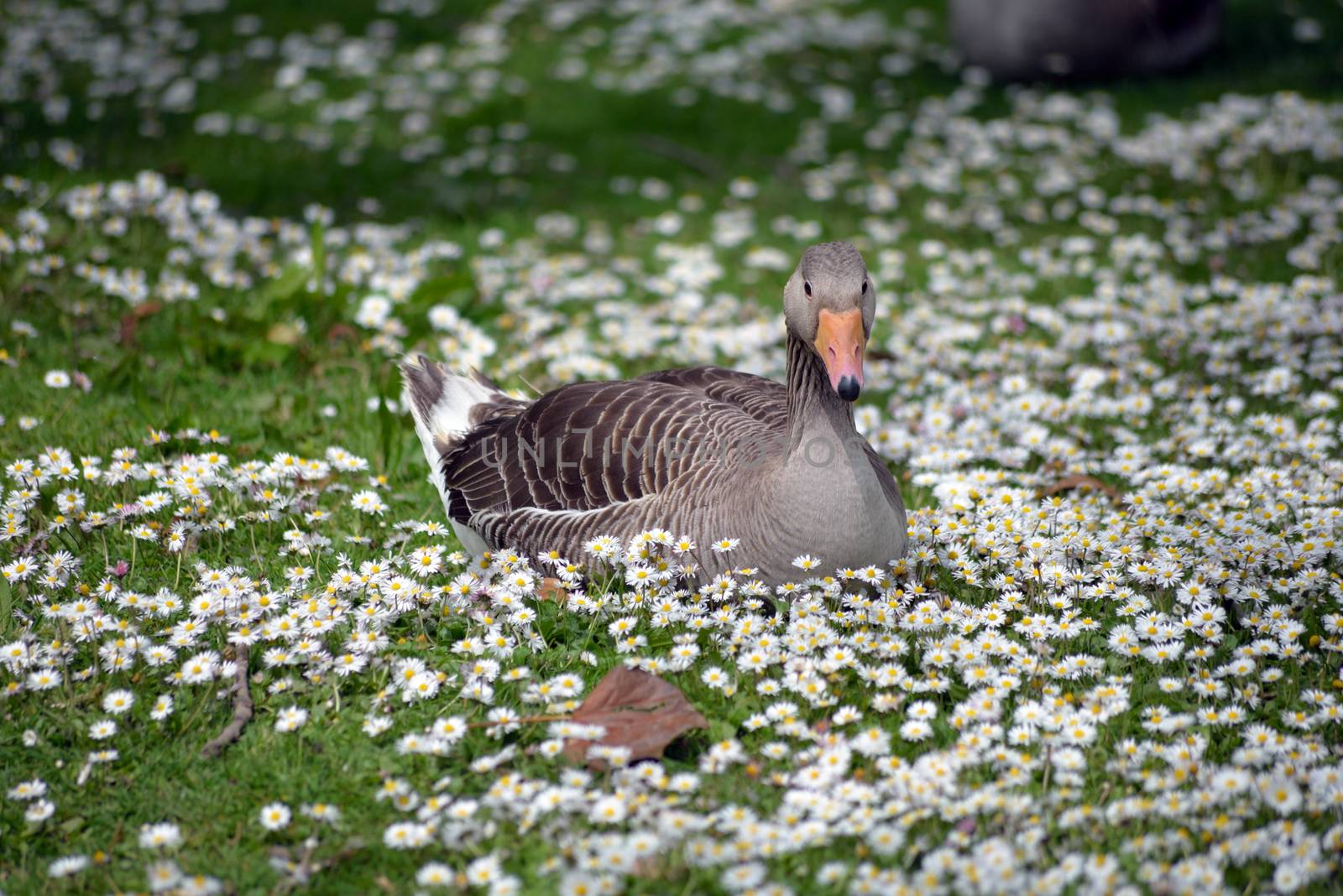duck among daisies in fota wildlife park near cobh county cork ireland