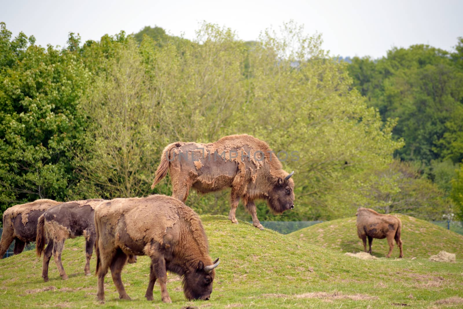 European Bison herd in fota wildlife park by morrbyte