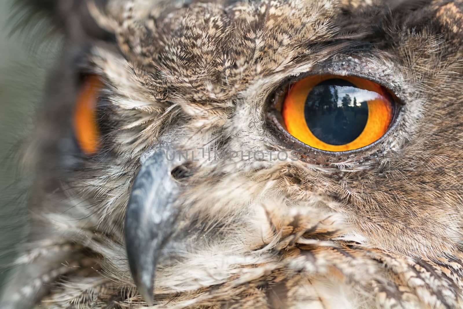 Nice portrait owl with orange eyes.