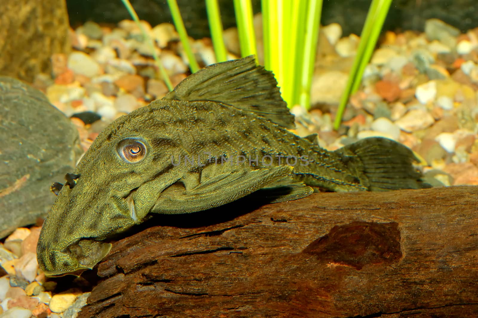 Nice aquarium fish from genus Panaque.