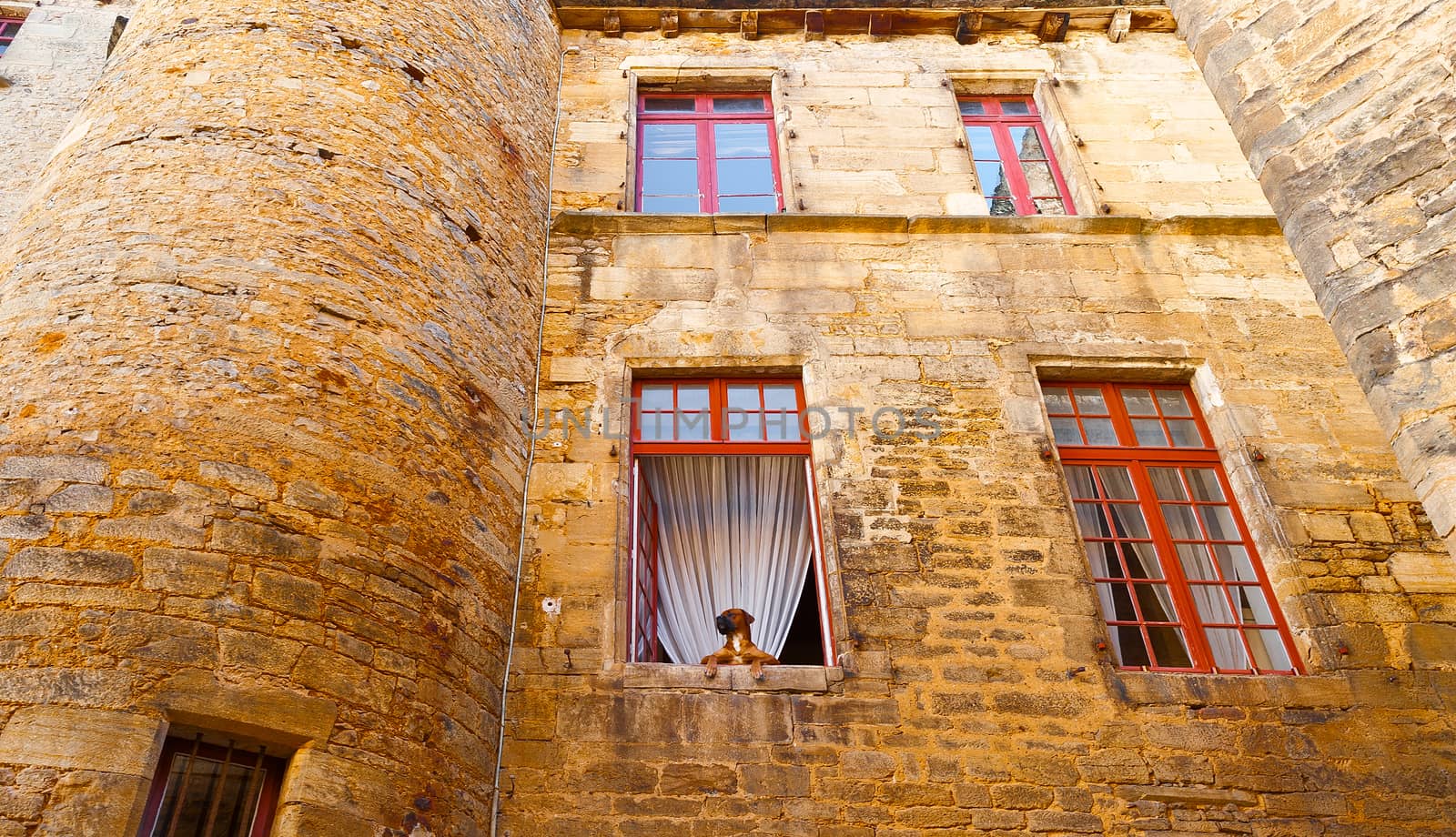 Dog in the Window of Old Stone French House