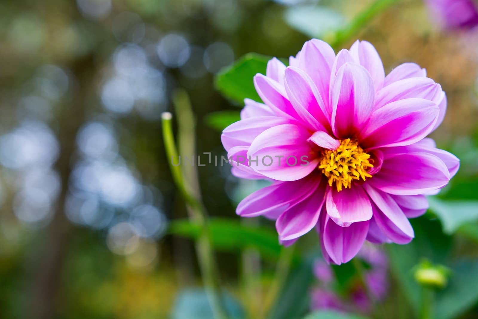 Flower with nice pink blossom and green blurred background.