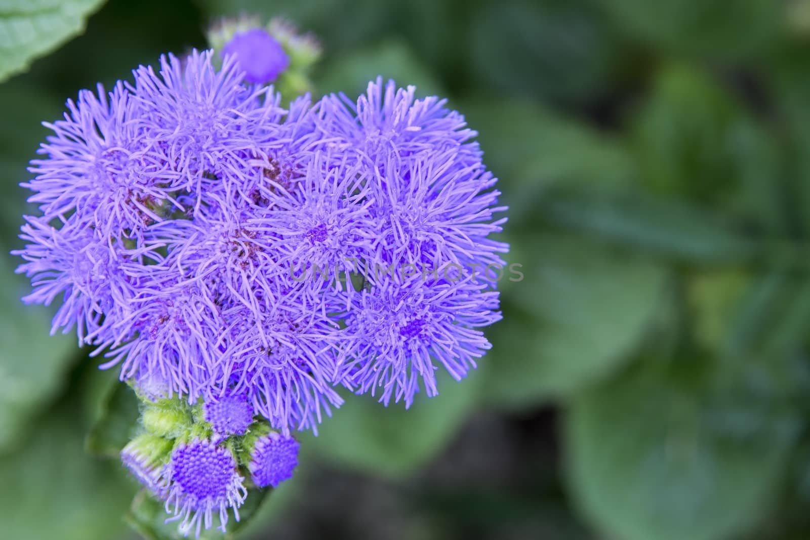 Nice flower with violet blossom with blurred background.