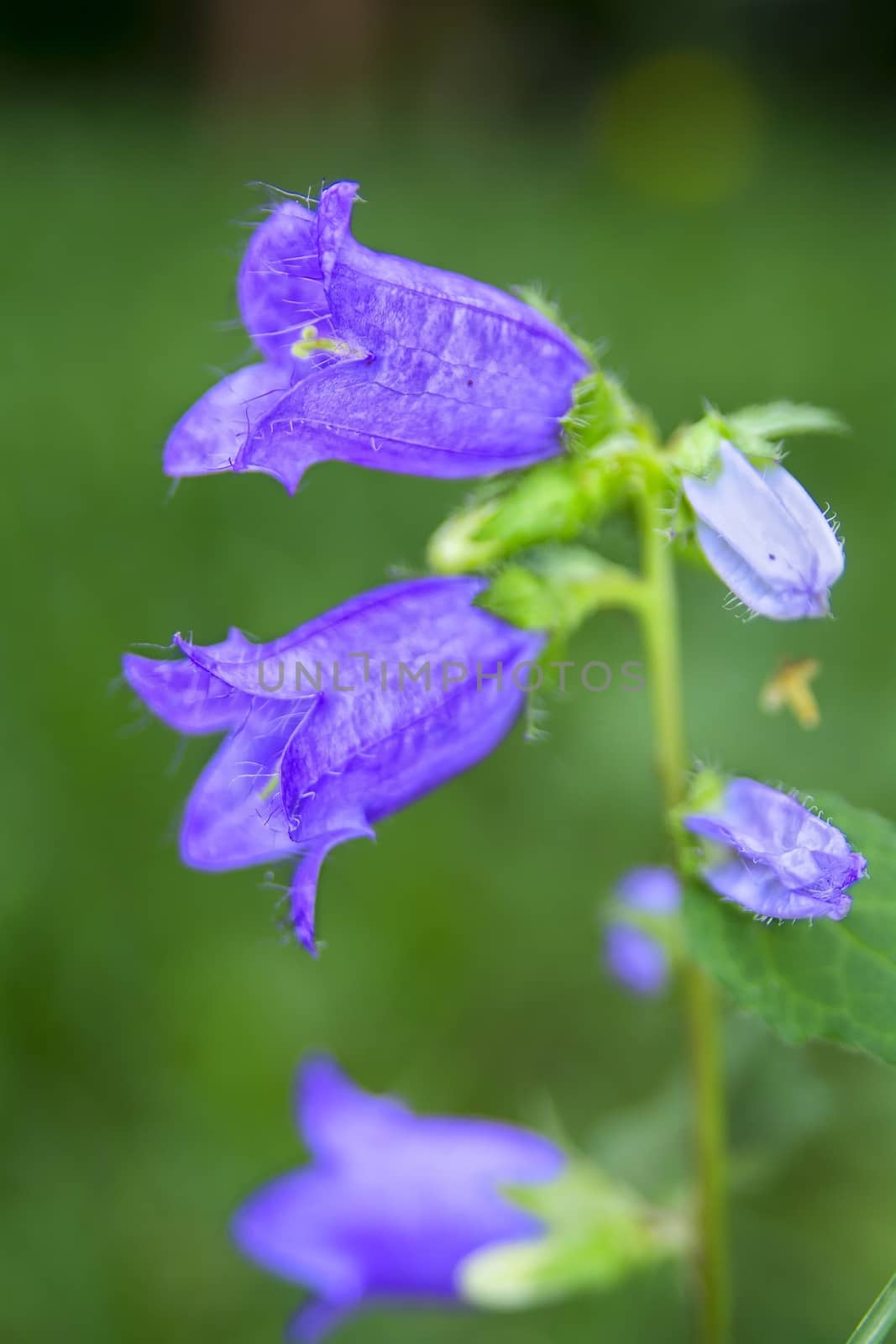 Nice flower with violet bells blossom with blurred background.
