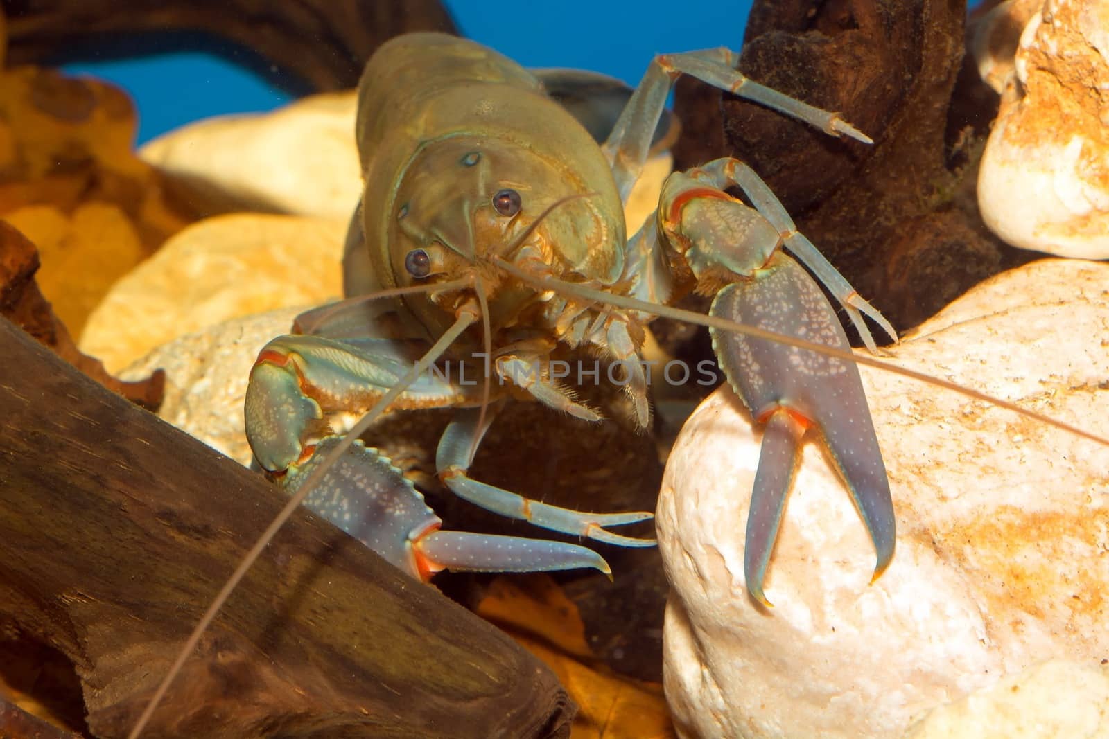 A male freshwater crayfish in the aquarium.