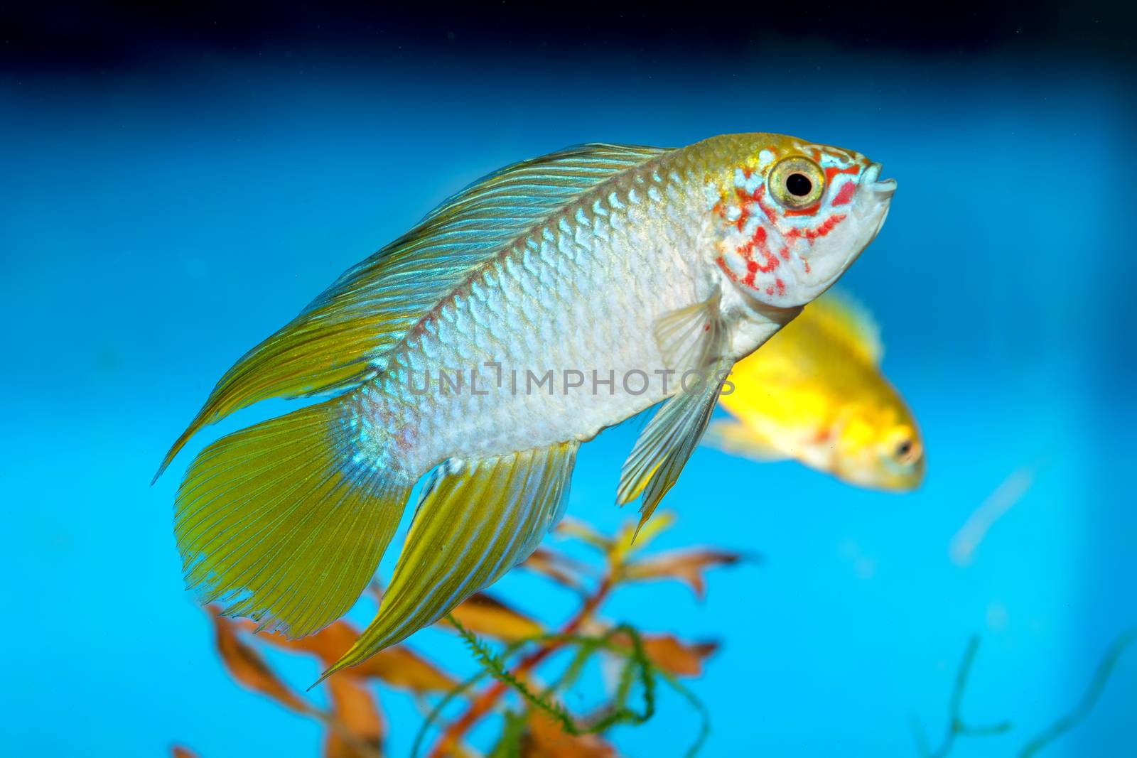 Apistogramma fish in aquarium with blue background.