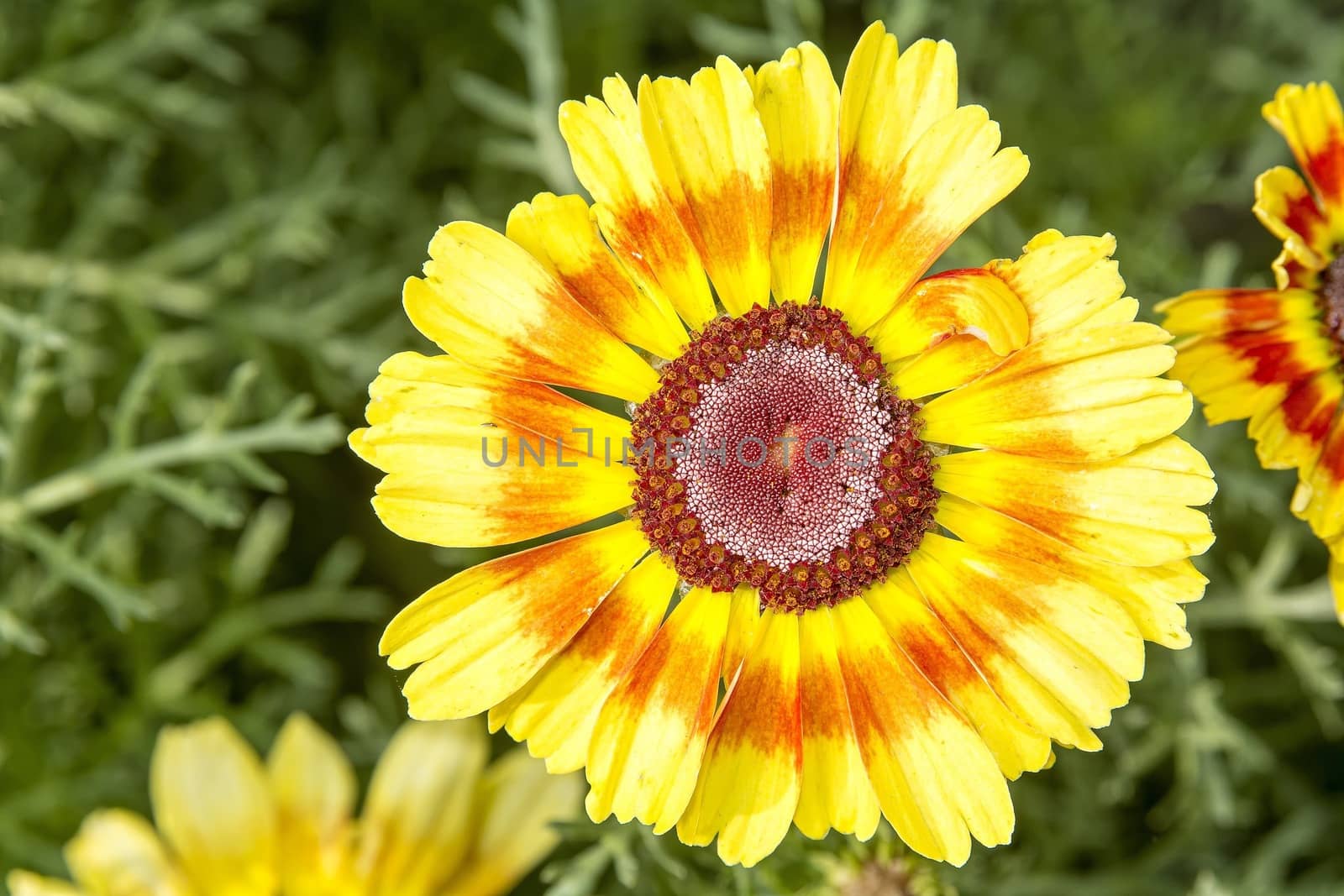Nice flower with yellow orange blossom with blurred background.