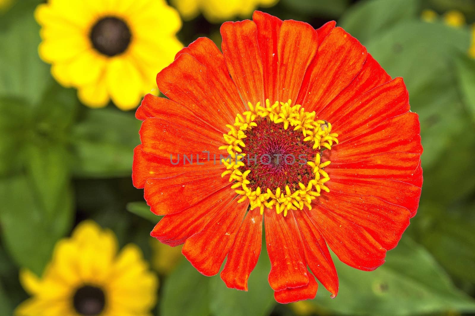 Nice zinia flower with red blossom with blurred background.