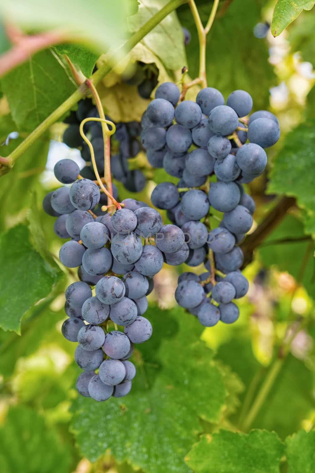 Matured grapes for good red wine