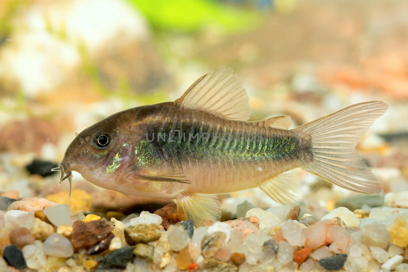 Corydoras fish on bottom of aquarium.